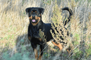 Rottweiler in weiland