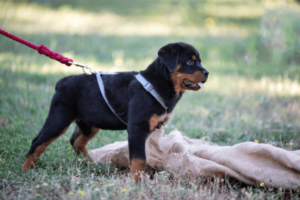 Rottweiler pup aan het opvoeden