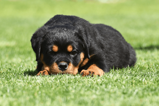 Rottweiler puppy