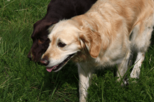 Golden retriever en labrador