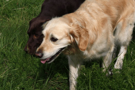 Golden retriever en labrador