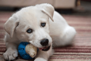 Witte puppy met blauwe ogen