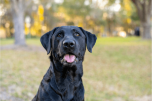 Zwarte labrador