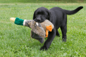 labrador puppy met eendknuffel
