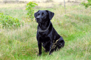 werklijn labrador