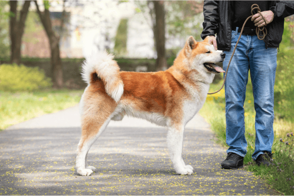Akita