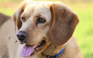 Labrador beagle kruising