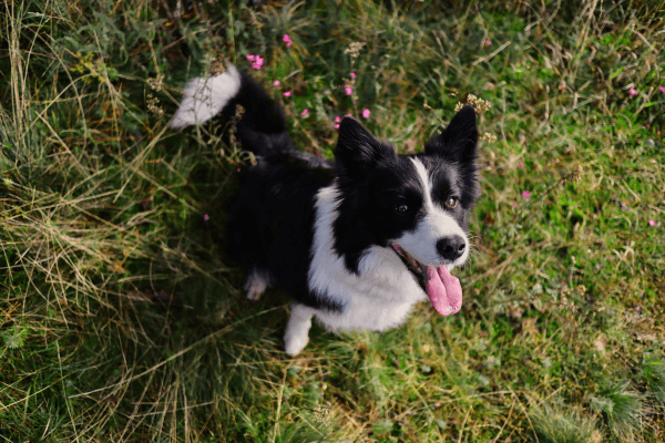 Blije Border collie