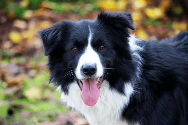 Hoe groot wordt een border collie? - De schofthoogte & groeifasen