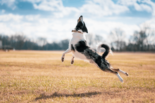 Border collie in beweging