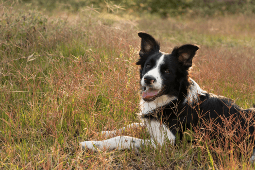 Border collie in de veluwe