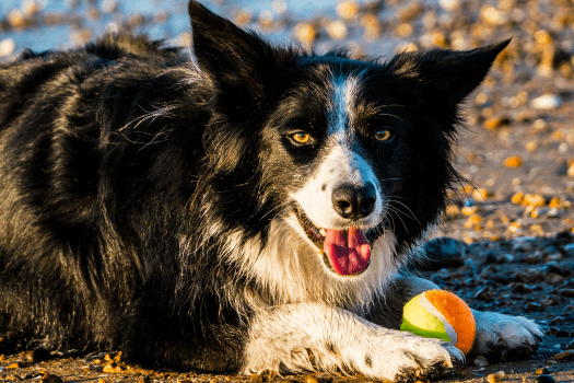 Border collie met bal