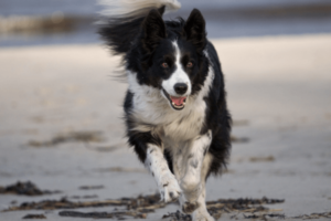 Border collie op het strand