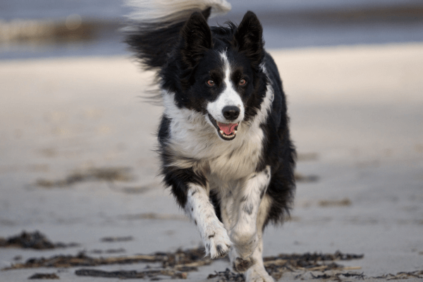 Border collie op het strand