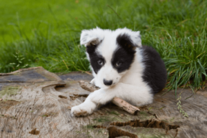 Border collie pup