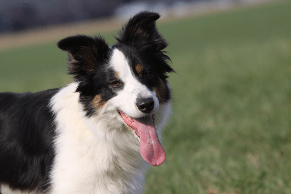 Border collie uitgeput