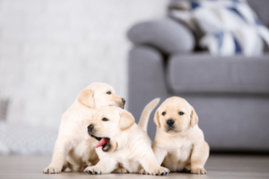 Drie labardor puppy's