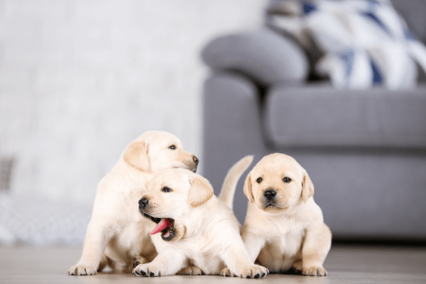 Drie labardor puppy's