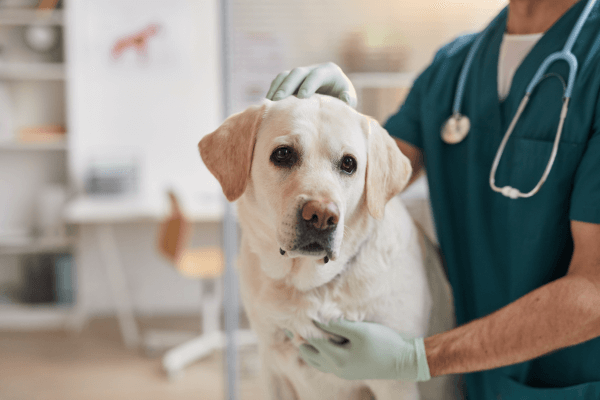 Labrador bij dierenarts