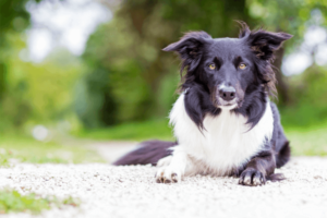 Nieuwsgierige Border collie