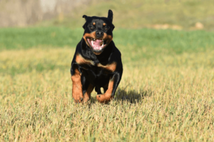 Rottweiler als waakhond