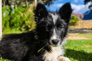 Schattige border collie pup