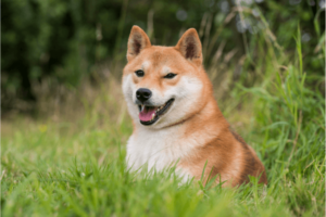 Shiba Inu