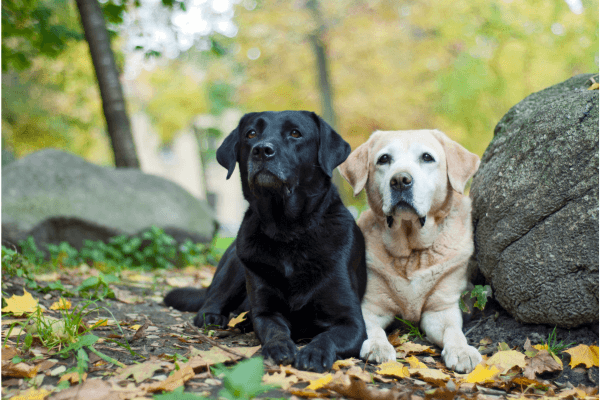 Twee labradors