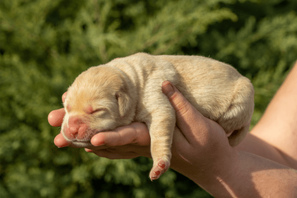 Witte labrador pup