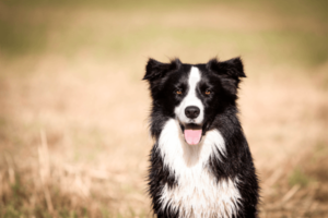 Zwarte witte Border collie