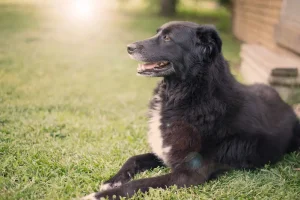 labrador border collie kruising