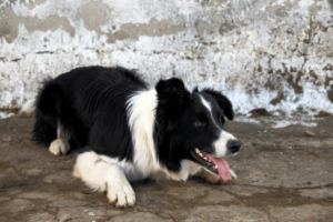 gefocuste border collie