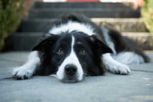 schattige Border collie