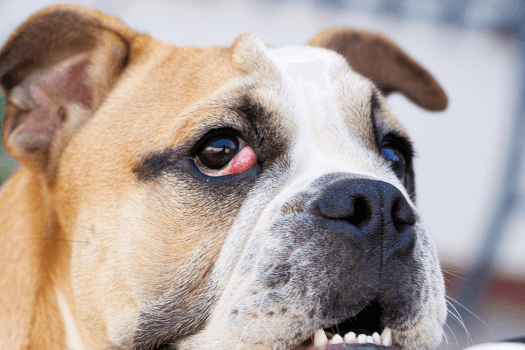 Cherry eye bij hond