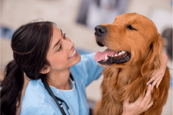 Dierenarts kijkt of hond staar heeft