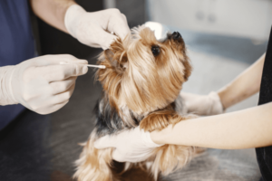Dierenarts maakt oren van hond schoon