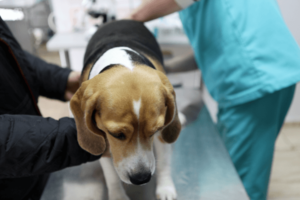 Dierenarts onderzoekt hond