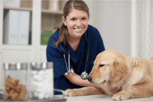 Golden retriever bij dierenarts