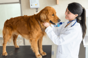 Hond bij de dierenarts