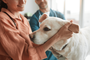 Hond blijft een nacht bij dierenarts