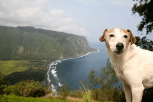 Hond in schotland