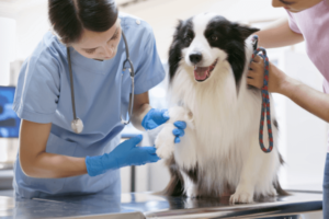 Hond krijg insuline voor suikerziekte