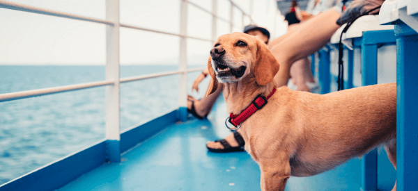 Hond op ferry