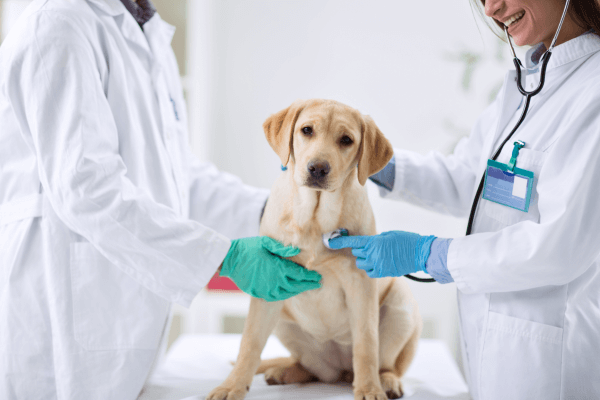 Hond wordt gecontroleerd op hartruis