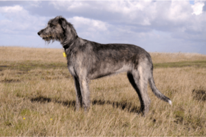 Ierse wolfshond