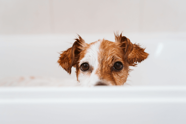 Kleine hond in bad
