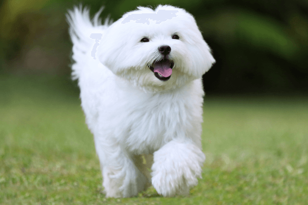 Maltezer