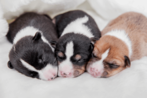 Net geboren pups