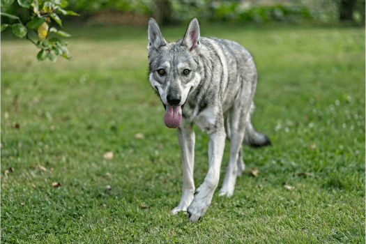 Saarloos wolfhond