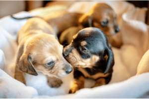 puppy's